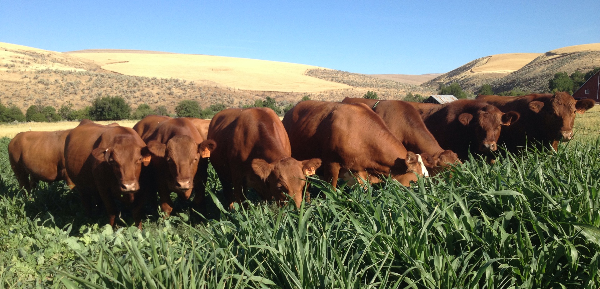 Can pea straw be a suitable alternative feed for cattle?