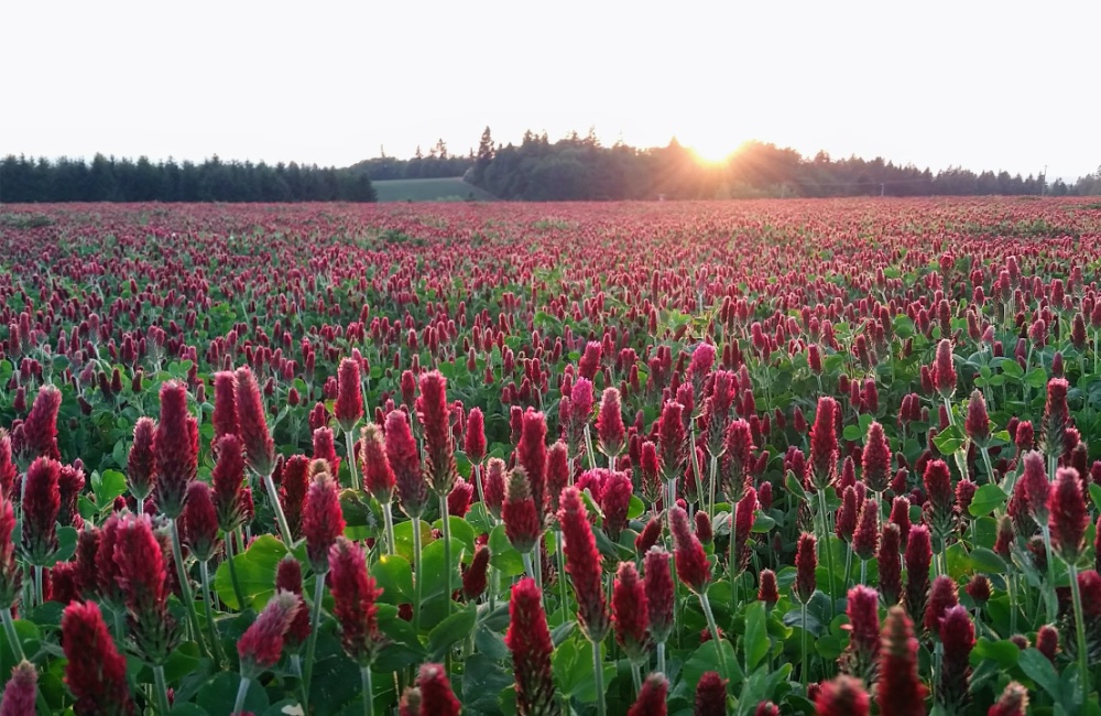 Clover cover crop