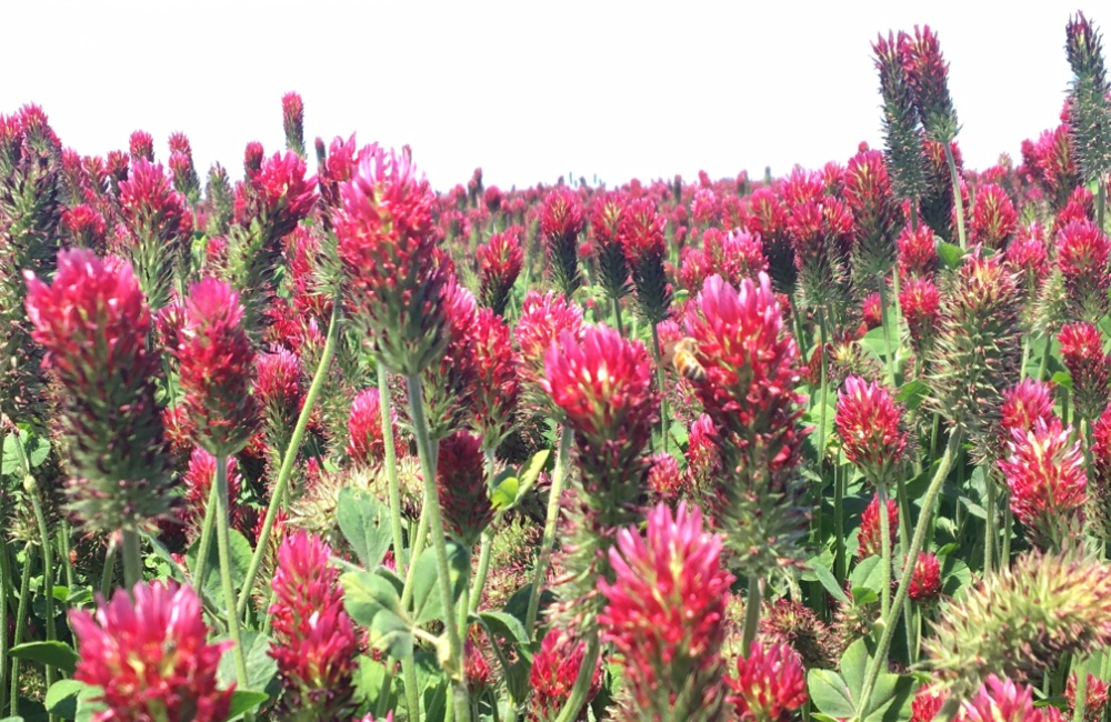 Field of Crimson Clover