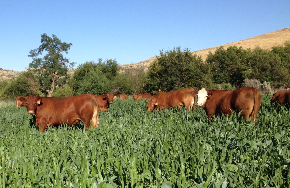 Emerson Dell grazing cattle