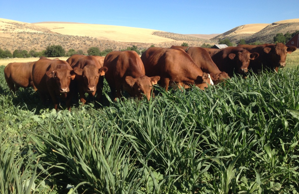 The Dalles summer grazing