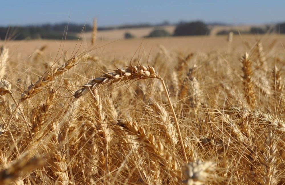 Wheat in field