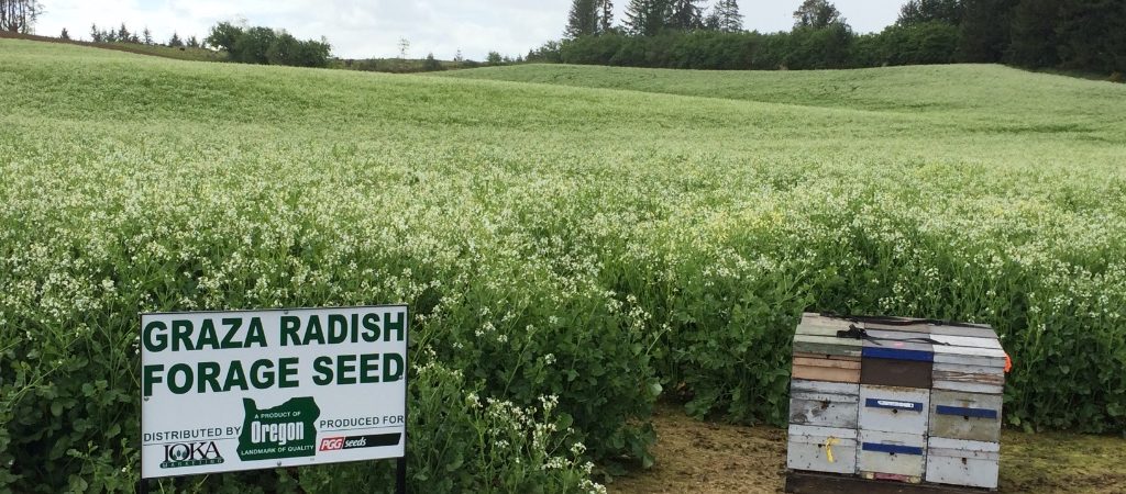 Graza Radish in bloom