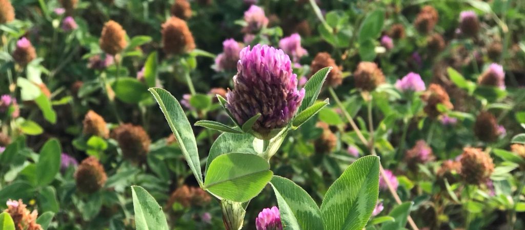 Crimson Clover