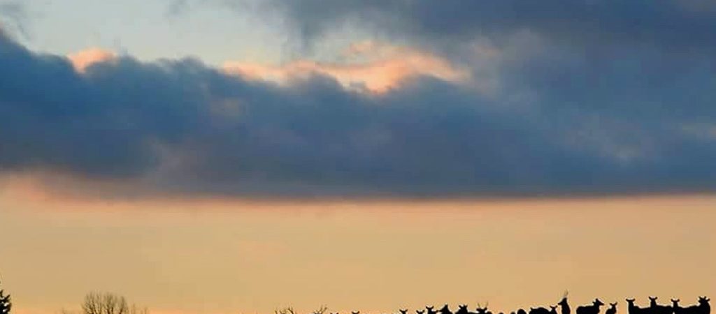 Elk at sunset