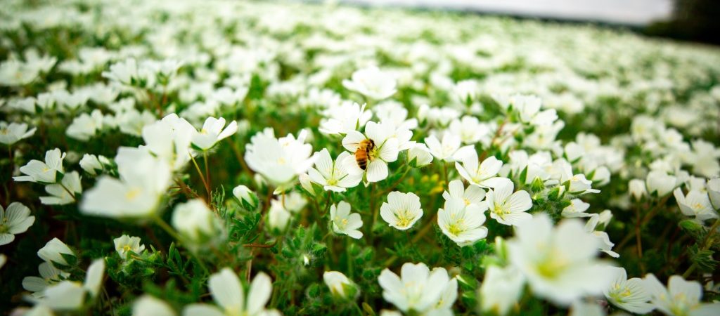 Honeybee on Meadowfoam flower