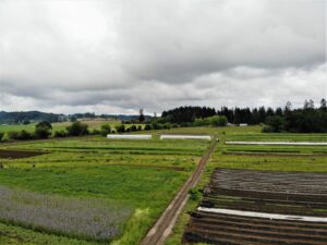 Cover Crop 