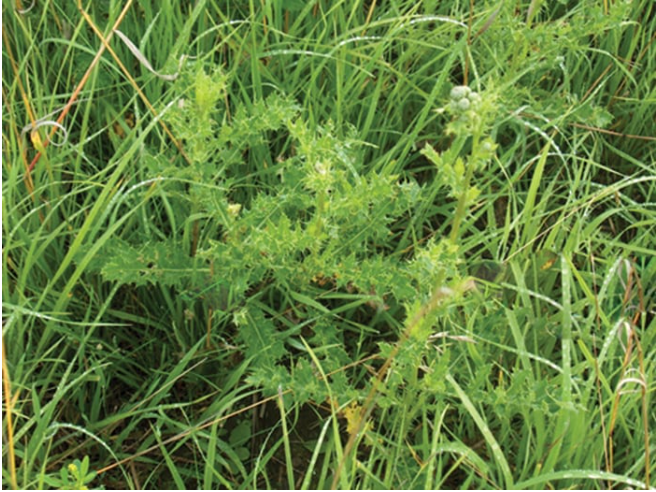 Noxious Example “Noxious weeds-what are they? Are they a nuisance or serious problem ...